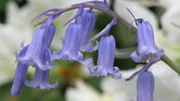 Bluebells