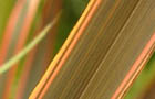 Chelsea exotics (image: Phormium 'Firebird')
