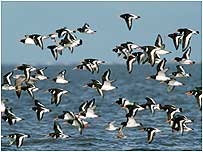 Oystercatchers c/o Richard Smith
