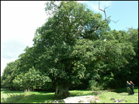 Veteran Oak