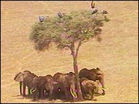 گله فيل ها زير سايه پناه گرفته است