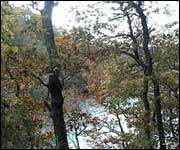 Peeping through the trees to the river