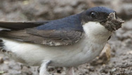 Housemartin by John Harding/BTO