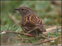The Dunnock (copyright rspb-images.com)