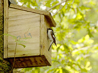 Y Fantell Fraith yn glanio gyda bwyd i'w chywion