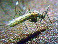 Mosquito