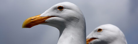 Seagulls
