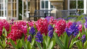Hyacinthus orientalis ‘Jan Bos’