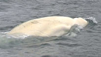 A beluga whale