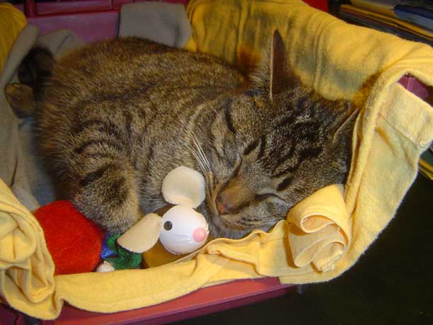 Calvin havin a snooze with a friend