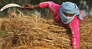 Indian farmer