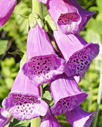 Digitalis purpurea L (Scrophulariaceae)