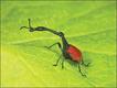 Foto: Chris Mattison/www.photolibrary.com/Extreme Insects/HarperCollins