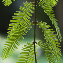 Metasequoia