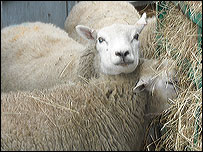 Lleyn sheep
