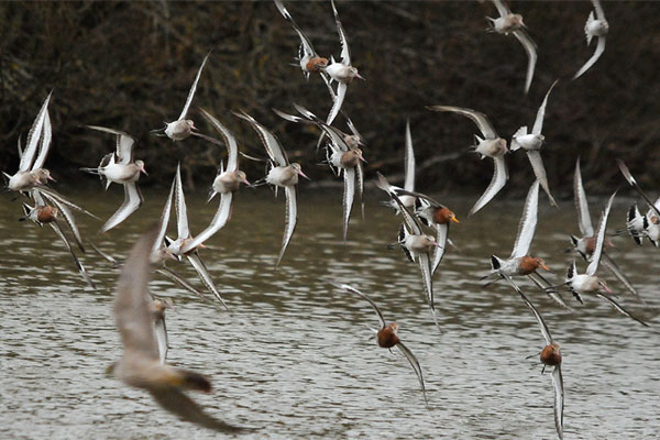 godwits.jpg