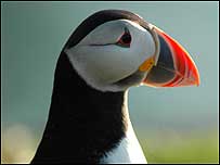 Puffin