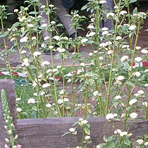 Cornus stolonifera 'Flaviramea'