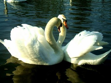 Swans