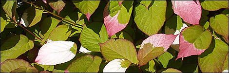 Actinidia kolomikta