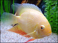 ماهی در مورد خودش چستان می گوید