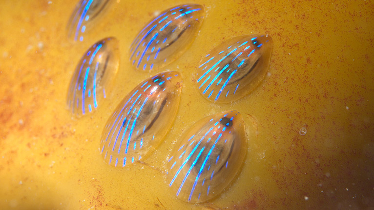 A blue ray limpet by Rob Spray