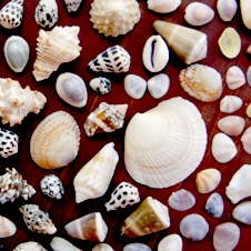 shells226x226.JPG