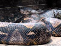 पिछले साल पकड़े गए इस अजगर को जावा द्वीप पर एक चिड़ियाघर में रखा गया है