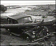 A cat under a fallen tree