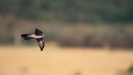 A cuckoo in flight. Photo courtesy of the RSPB