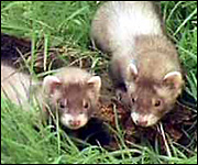 Polecat kits 