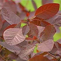 Cotinus coggygria 'Royal Purple'
