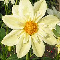 Dahlia 'Clair de Lune'