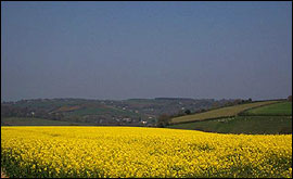 Oil seed rape field in Devon