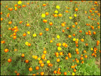 گیندے کے پھولوں کی کھیتی