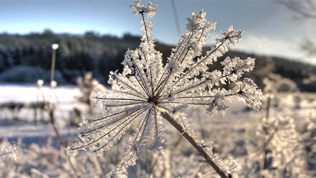 Icicles stuck to a frozen plant by Richard Harris.
