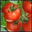 Tomates