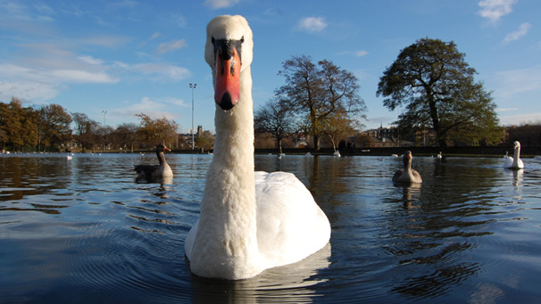 Low level view of mute swan on a lake