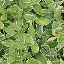 Vinca minor 'Aureovariegata'