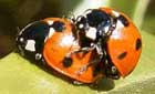 Seven-spot ladybird