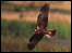 Marsh Harrier at Minsmere (Andy Hay)