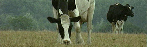 Some cows