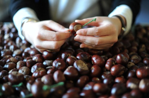 Conkers being stringed for the World Record attempt at Wisley (c) Jon Enoch