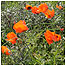 Poppies