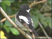 Pied Flycatcher