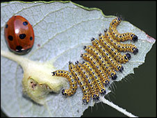 caterpillars226.jpg