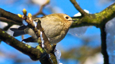 goldcrest.jpg