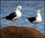 Black backed gulls