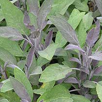 Salvia