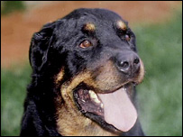 罗威纳犬
